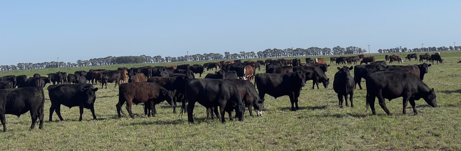  Argentinian Beef for Spain and Europe